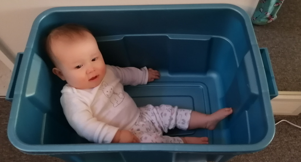 Photo of Baobao propped up in a blue laundry basket.