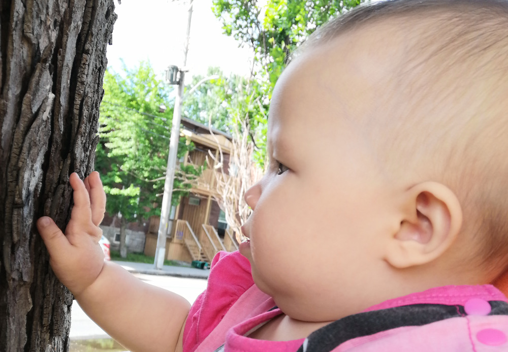 Photo of baby Baobao looking at, and touching, the bark of an old tree.