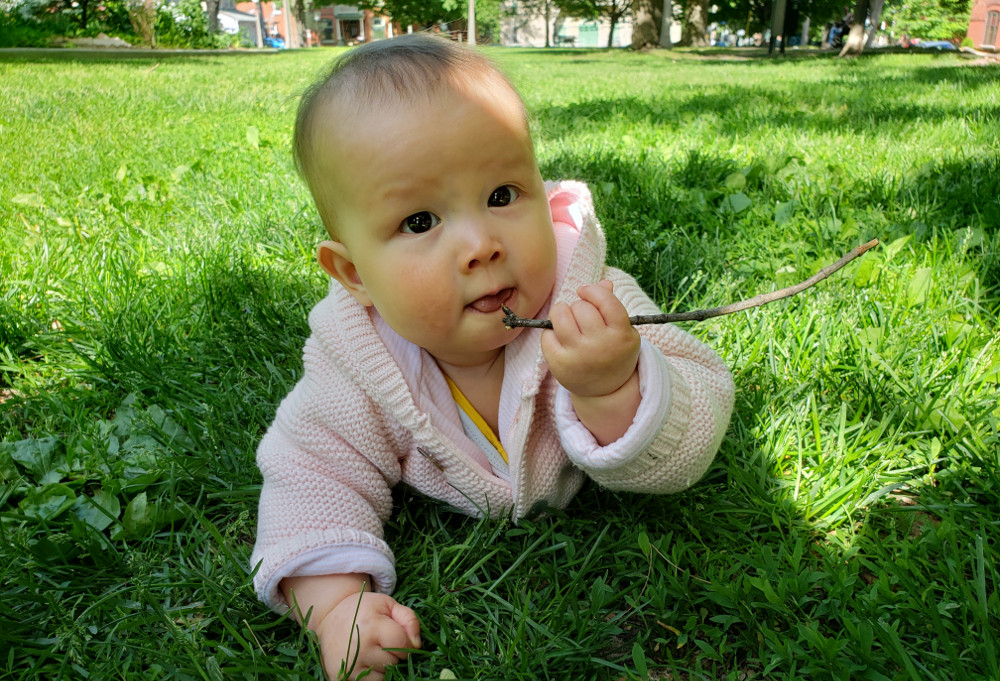 Photo of baby Baobao on her 300th day on Earth, crawling on grass while holding a stick to her mouth.