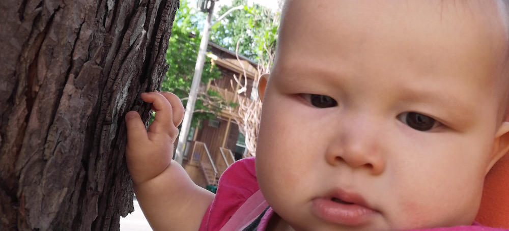 Photo of baby Baobao looking into camera while touch a tree-trunk