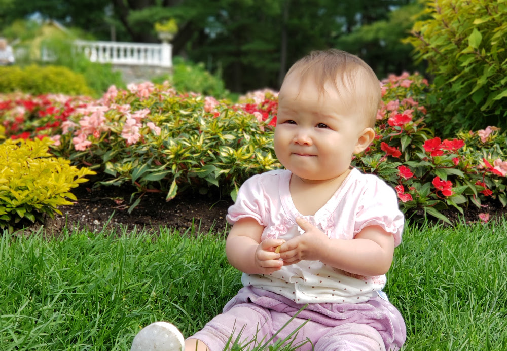 Close-up photo of baby Baobao sitting in front of the gardens of the William Lyon Mackenzie King Estate at Gatineau Park.