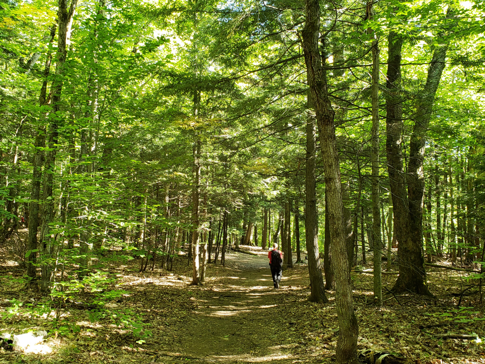 Zesser carrying baby Baobao along a wide trail in Gatineau Park.