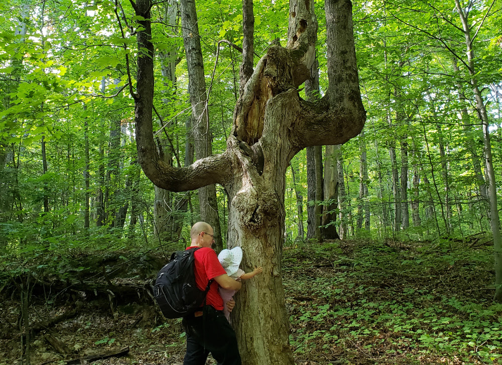 Photo of Papa Zesser holding baby Baobao so that she can touch teh bark of a gnarled old tree in Gatineau Park.