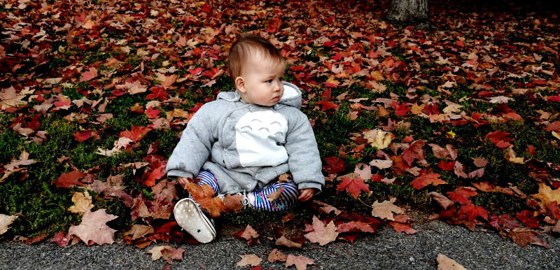 Photo of baby Baobao sitting among colourful fallen leaves