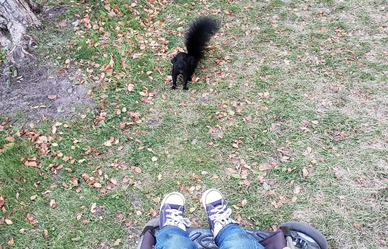 Detail of photo of squirrel threatening baby Baobao in a local park. (Only Baobao's feet are visible.)