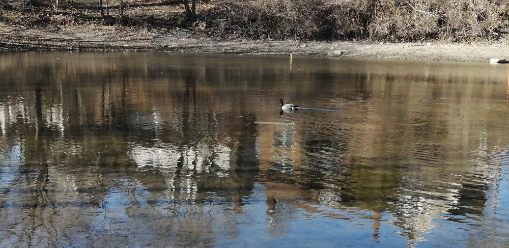 Duck (not quite) amuck on the Glebe Duck Pond